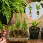 How To Propagate Boston Fern the Right Way - And Stop Killing Baby Plants Before They Start