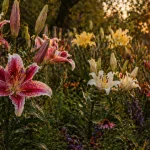 Nobody Told You This About Lily Plants - And the Garden Industry Wants to Keep It That Way