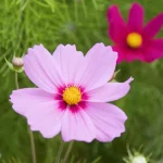 The One Mistake That Kills Your Cosmos Before Summer Even Starts