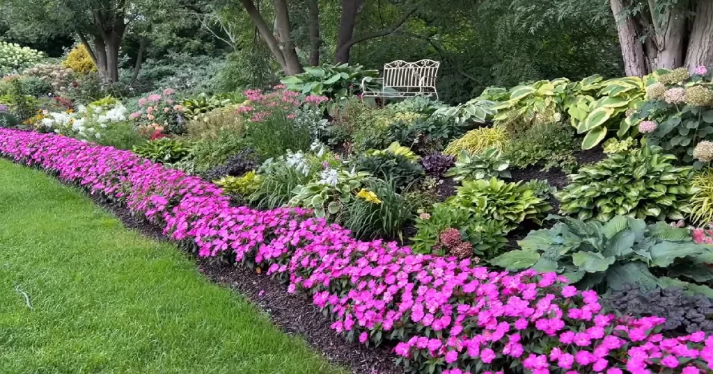 The SunPatiens Revolution: How One Hybrid Changed Summer Gardening Forever