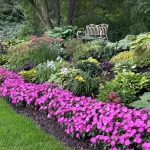 The SunPatiens Revolution: How One Hybrid Changed Summer Gardening Forever