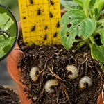 The Vine Weevil Problem Is Getting Worse: Here's How to Catch It Before It Destroys Your Pots