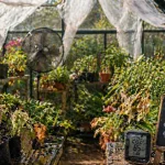 Why Spring Is Actually the Deadliest Season for Greenhouse Plants