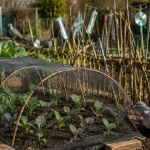 How to Stop Pigeons From Destroying Your Brassicas Before the Season Even Starts