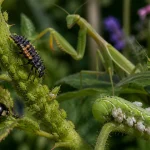 That Bug You Just Killed Might Have Been the One Thing Protecting Your Garden
